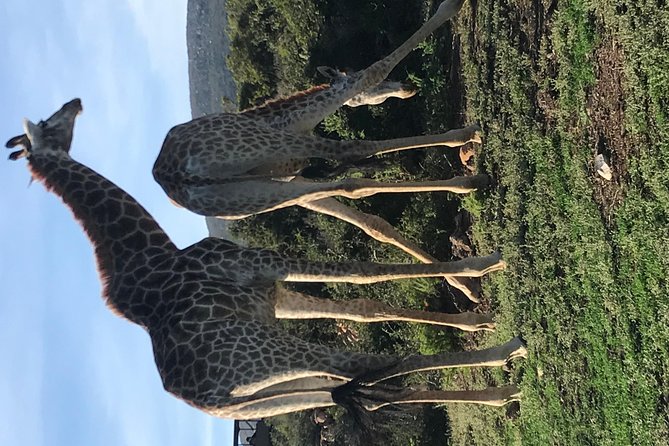 5 Day Garden Route Tour and Addo Elephant National Park - Day 5: Return to Cape Town