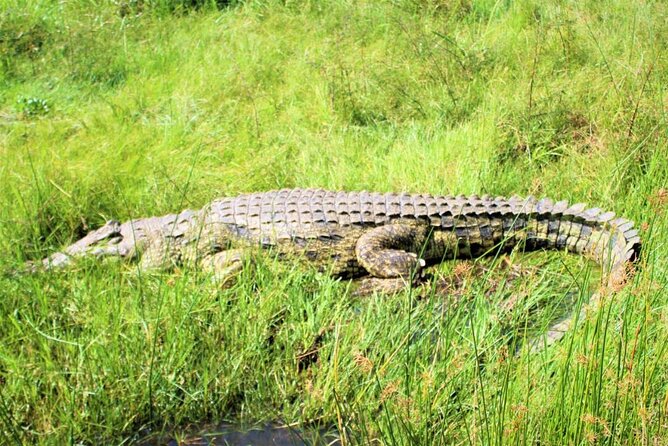5 Days Best Wildlife Experience in Uganda - Encountering Unique Wildlife Habitats