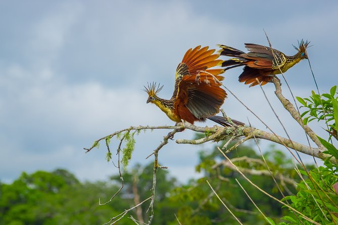5 Days Cuyabeno Wildlife Reserve Adventure - Indigenous Community Immersion