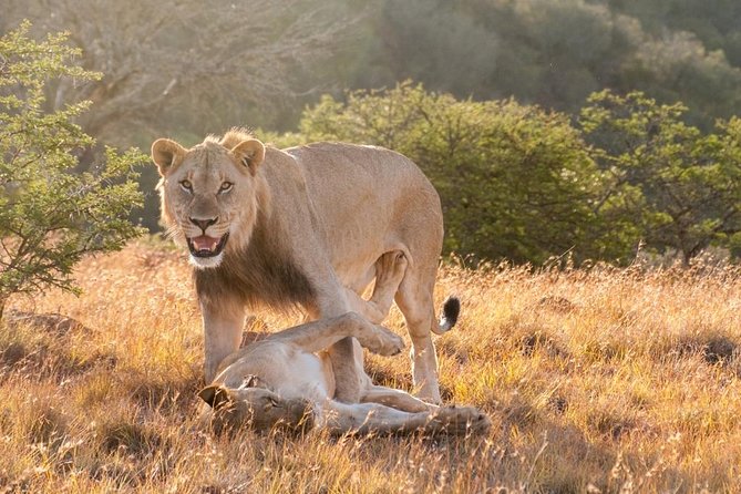5 Days Kenya Masai Mara and Lake Nakuru Private Tour - Accessibility Features