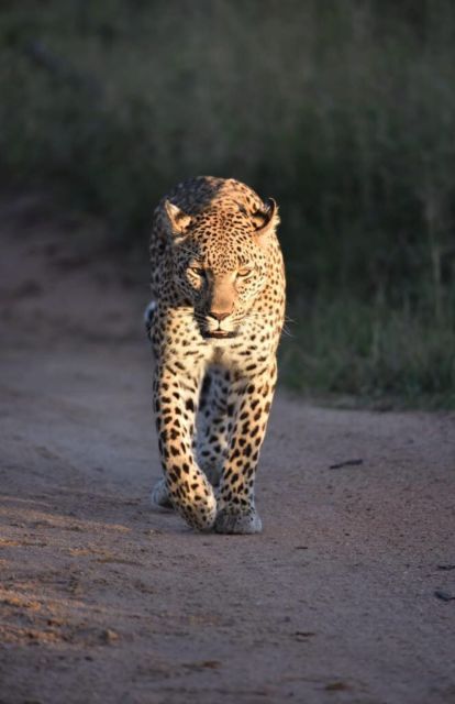 5 Days-Kruger Park and Panorama Route Tour From Johannesburg - Preparing for Your Adventure