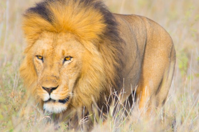 5 Days Lodge Safari. - Reviews and Ratings