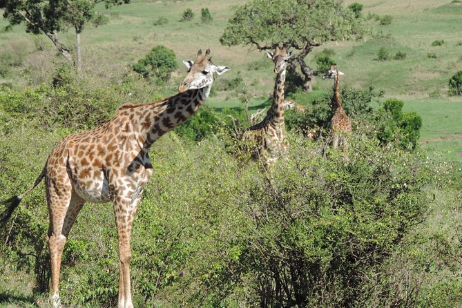 5 Days Ol Pejeta-Lake Nakuru-Masai Mara Mid-Range 4 X 4 Jeep Tour - Booking Information