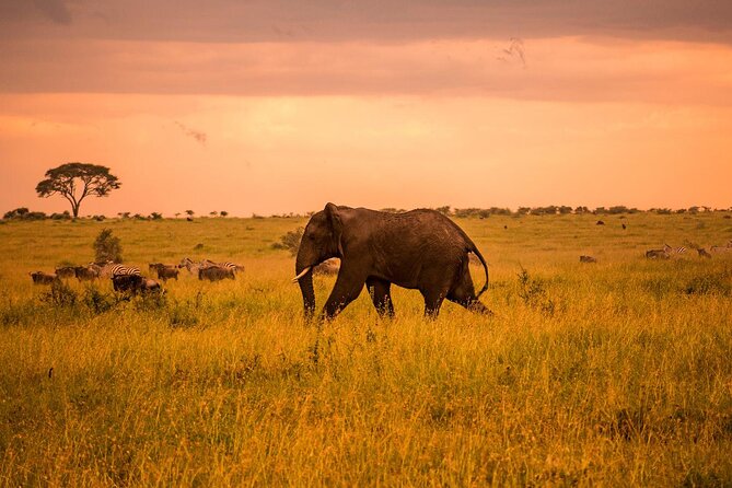 5 Days Private Tarangire, Serengeti, Ngorongoro, Manyara Safaris - Accessibility Features