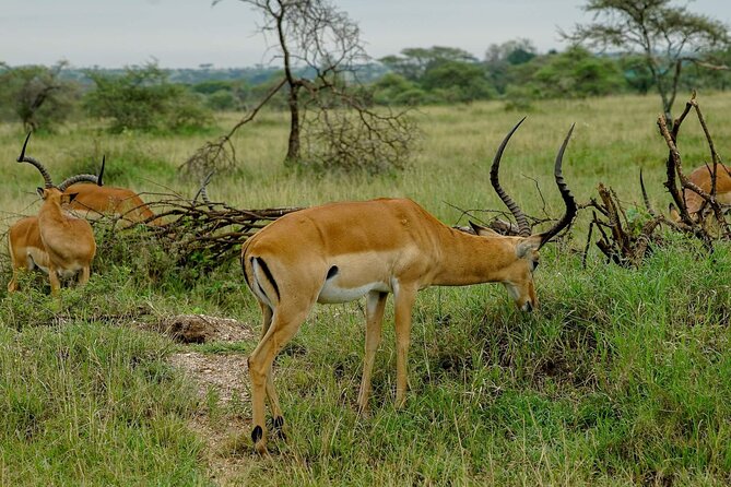5 Days Tanzania Safari - Migration and Big 5 Safaris - Transportation and Accessibility