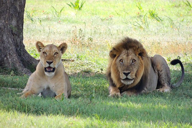 5 Days Tarangire, Serengeti, Ngorongoro & Manyara Joining Safari Tour Tanzania - Day 5: Lake Manyara National Park