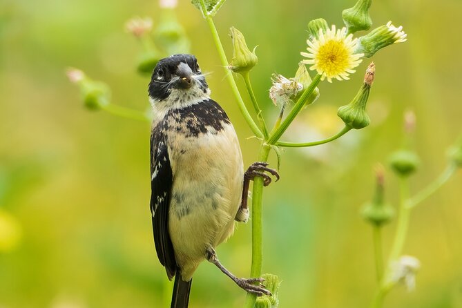 5-Hour Private Birdwatching Experience in San Juan La Laguna - Exploring Nature and Birdwatching