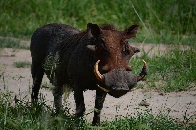 5days Tanzania Safari Lodge and Camping Serengeti, Tarangire & Ngorongoro Crater - Lake Manyara