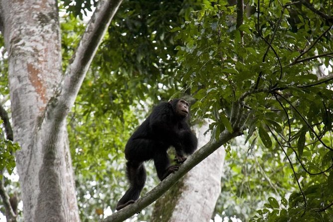 6 Day Gorilla Tracking and Wildlife Safari - Safety Considerations and Health Precautions
