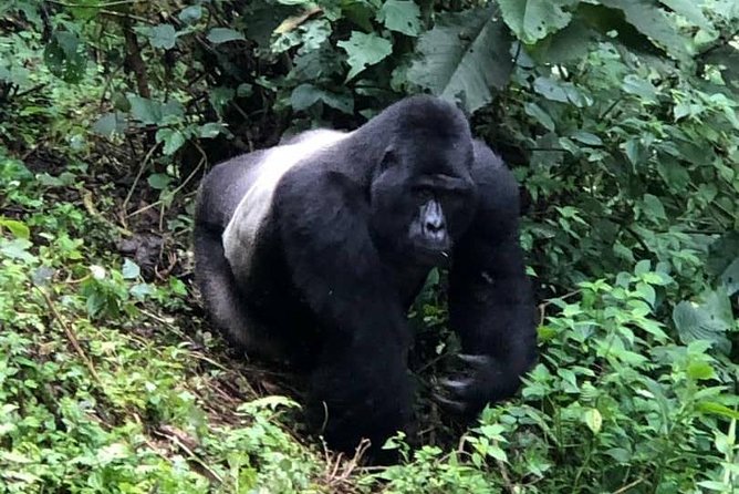 6 Day Gorillas, Golden Monkeys and Chimp Trek at Kibale - Traveler Reviews and Experiences