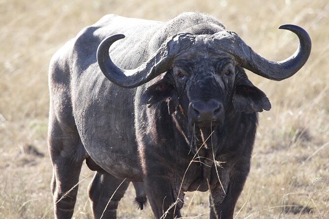 6-Day Maasai Mara, Lake Nakuru and Amboseli Safari - Inclusions and Services