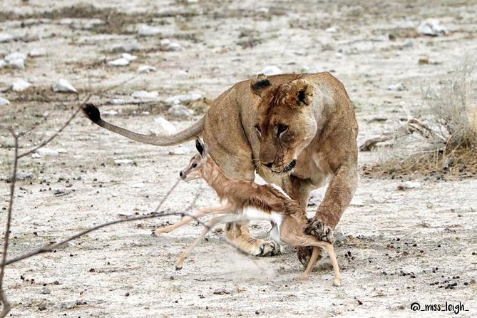 6 Day Sand, Sea & Etosha Budget Camping Safari - Culinary Delights and Refreshing Drinks