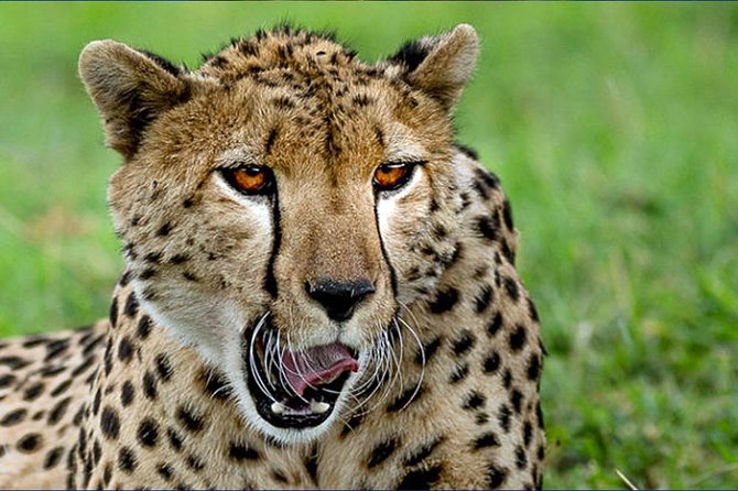 6 Day Tanzania Wildlife Mid Range Safari - Safari Transportation and Accommodation