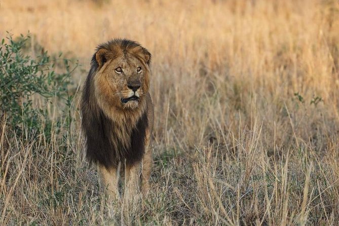 6 Days Chimps, Gorillas & Murchison Falls Africas Big Five Experience Safari - Cultural Immersion and Authentic Experiences
