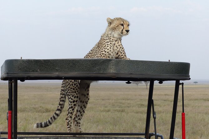 6 Days Private Budget Safari - Pricing Information