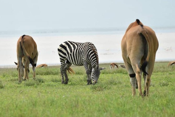 6 Days Tanzania National Parks Safari With Accommodation - Preparing for Your Safari