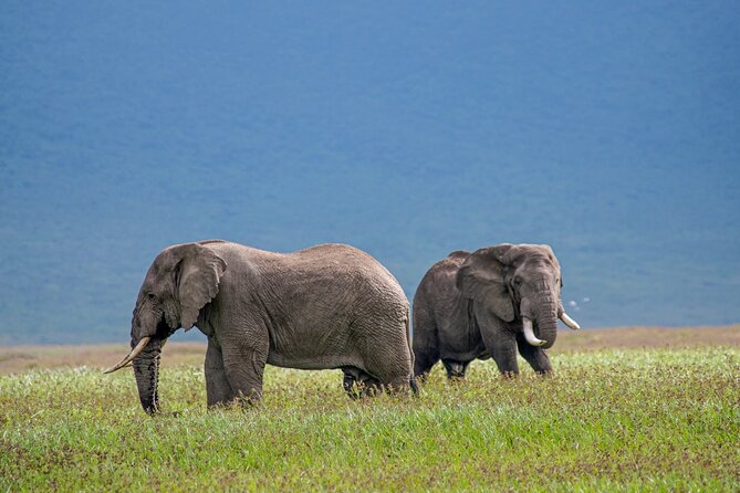 6 Days-The Best of Tanzania Safari - Traveler Experiences and Testimonials