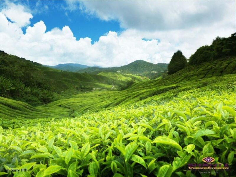 6 Nights 7 Days-Muslim Halal Tour With Safari at Udawalawe - Day 3: Journey to Nuwara Eliya