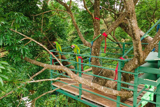 60M Tree Climbing Experience With Descent in Tarzan or Rapel - Included Amenities
