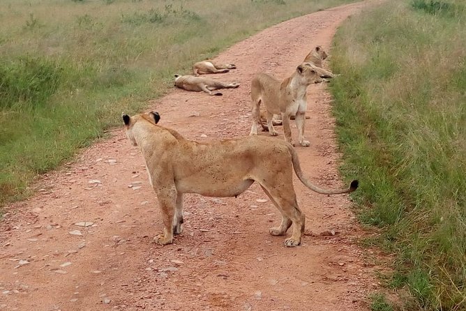 7 Days Maasai Mara, Lakes Nakuru, Naivasha & Amboseli Group Tour - Scheduling and Accessibility