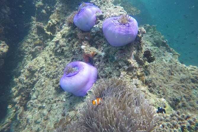 7 Islands Sunset Tour With BBQ Dinner & Night Snorkeling by Longtail Boat - Accessibility Information