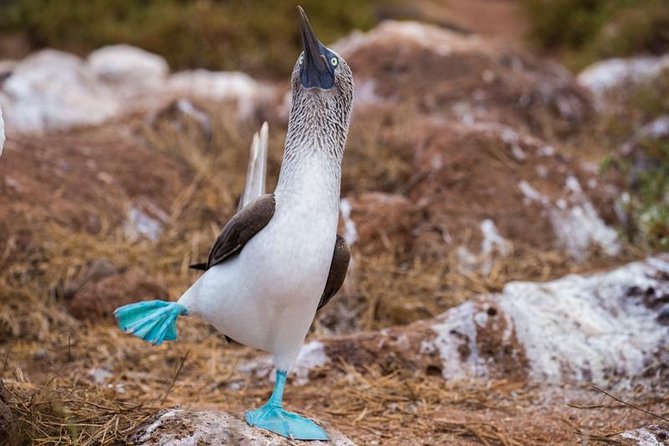 8-Day Galapagos Island Hopping Tour-Explore 5 Islands-Snorkel,Hike & Wildlife - Discovering Floreana Island