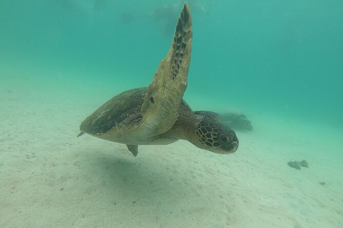 8-Day Galapagos Island Hopping Tour: Isabela, Giant Tortoises, and Snorkeling - Charles Darwin Research Station