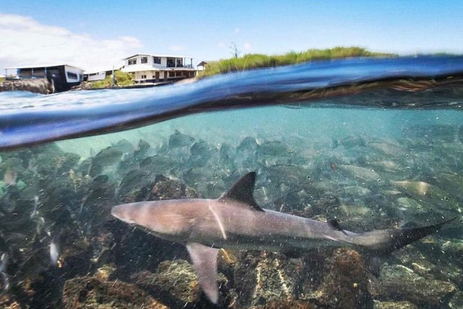 8-day Galapagos on a Budget: 3 Islands Experience - Kayaking With Sea Lions