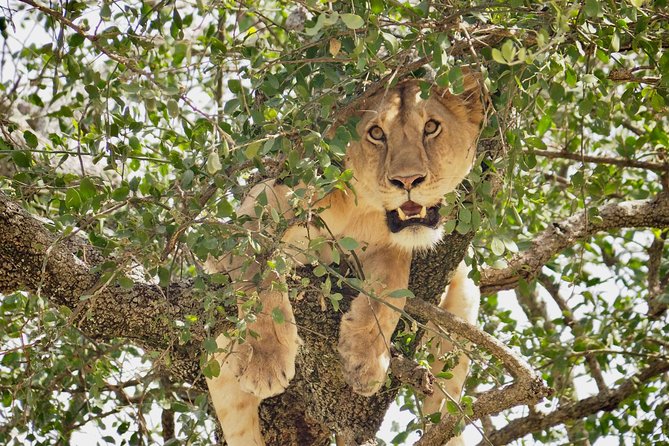 8 Day Spectacular Migration Serengeti Mid -Range Tanzania Safari - Unique Experiences in Ngorongoro Crater