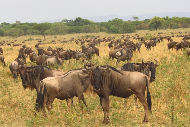 8 Days Amboseli Great Rift Valley Lakes & Masai Mara - Wildlife Viewing
