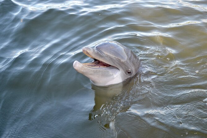 90 Minute Hilton Head Dolphin and Nature Cruise - Wildlife Sightings