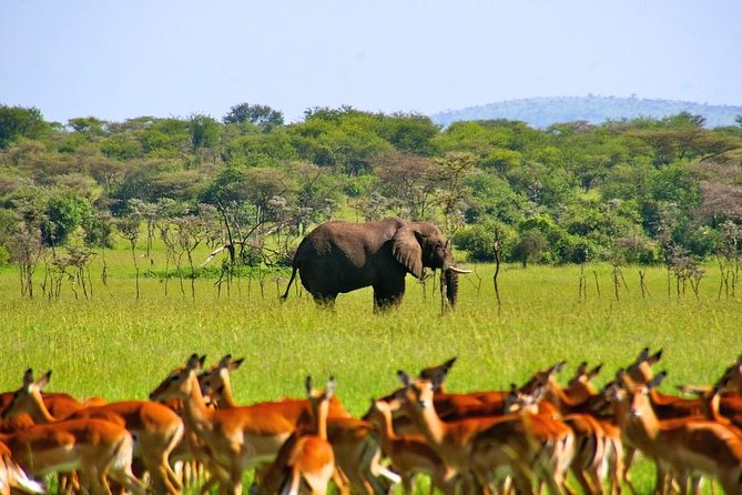 A Day Trip To Selous Fly From Zanzibar - Accessibility and Recommendations