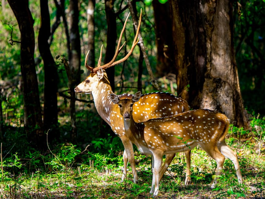 A Udawalawa Safari Tour (All Inclusive - Colombo/Galle) - National Park Entrance