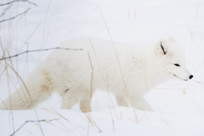 Active Winter Adventure in Yukon | 5 Days - Planning Your Visit