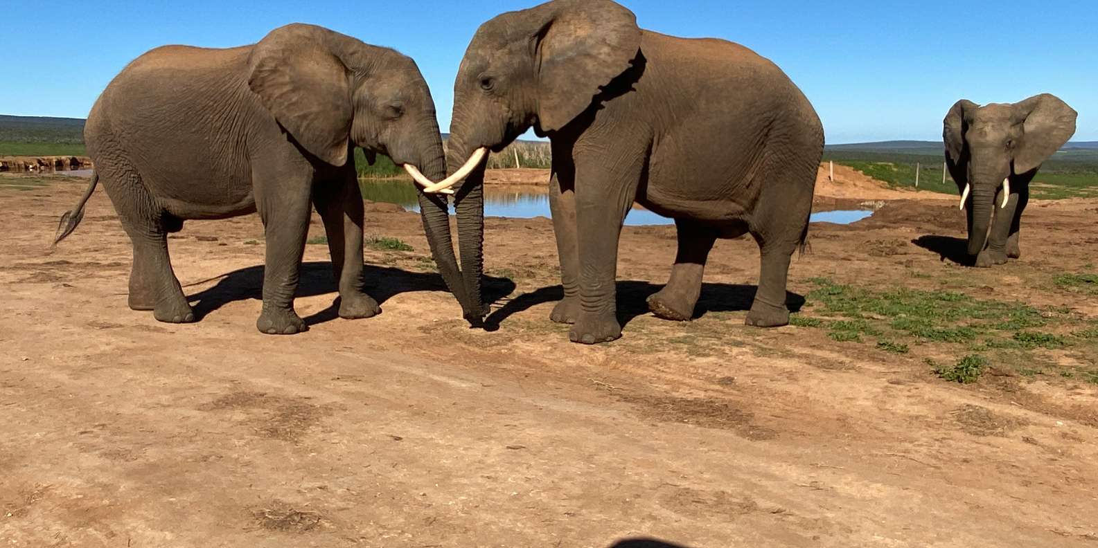 Addo Elephant National Park (Half Day Game Drive ) - Unique Wildlife and Biodiversity