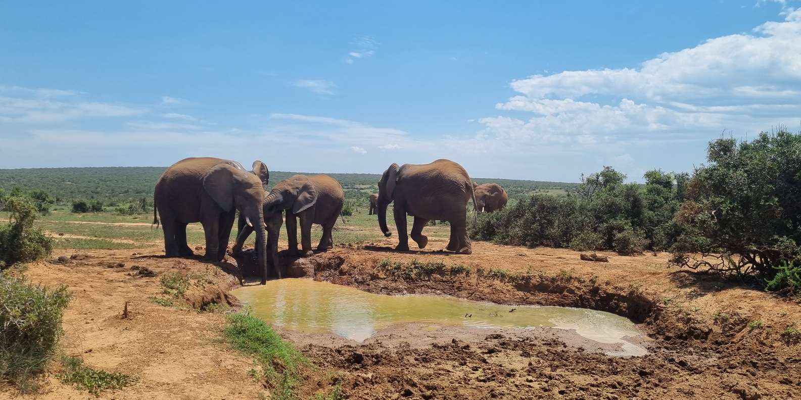 Addo Elephant National Park Half-Day Safari - Expert Local Guidance