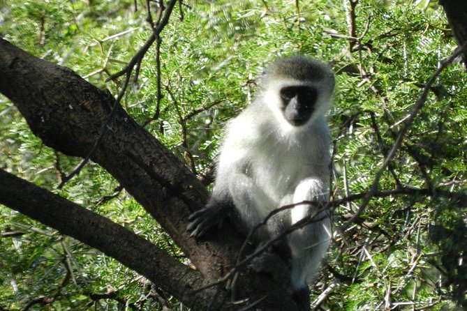Addo Elephant National Park - HD01 - Booking Process and Pricing