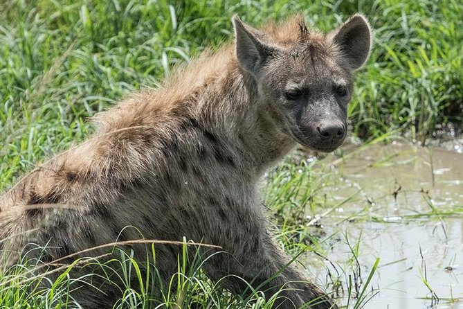 African Wildlife & Nature - 5 Kenya National Parks - 6 Day Jeep Safari - Scenic Lake Naivasha Experience