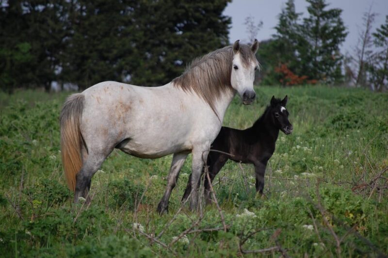Aigues Mortes: PRIVATE Jeep Photo Safari in Camargue - Observe Horses and Bulls