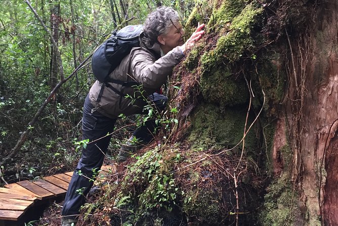 Alerce Andino National Park. - Getting to Alerce Andino National Park