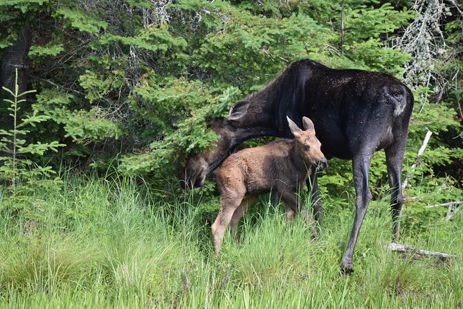 Algonquin Park Luxury 3-Day Camping & Canoeing: Moose/Beaver/Turtle Adventure - Concerns From Previous Guests