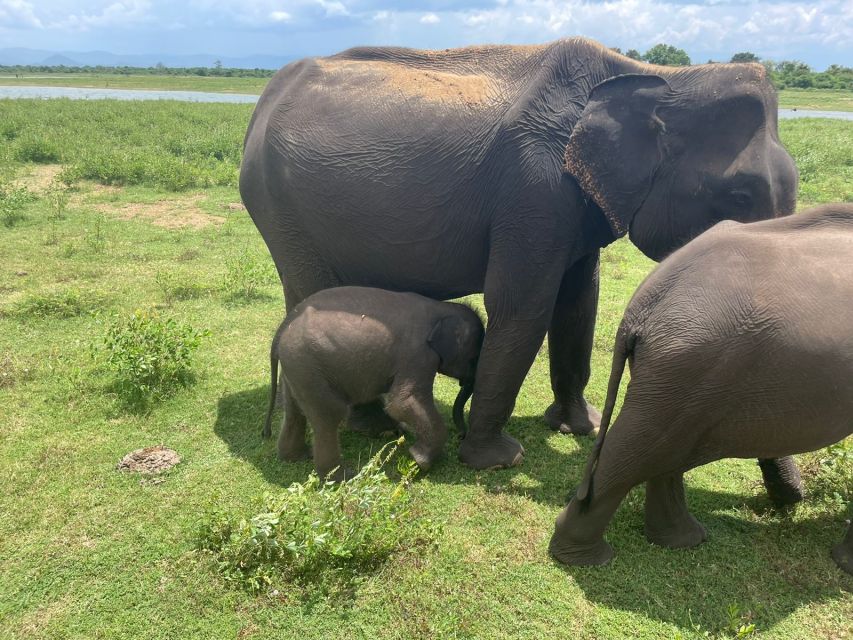 All Inclussive Udawalawa National Park Safari From Colombo - Customer Reviews