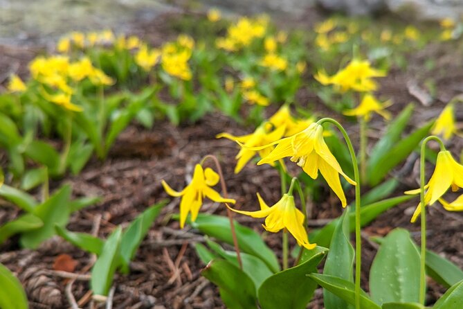 Alpine Lake Float and Guided Hike in the Bitterroot Mountains - Meeting and Pickup Information