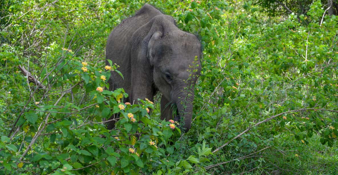 Amazing Safari Udawalawe - Transportation Options