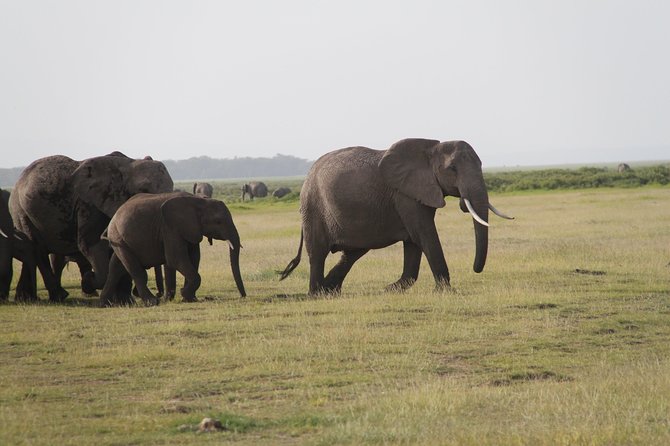 Amboseli National Park Guided Full Day Tour - What to Expect on the Tour