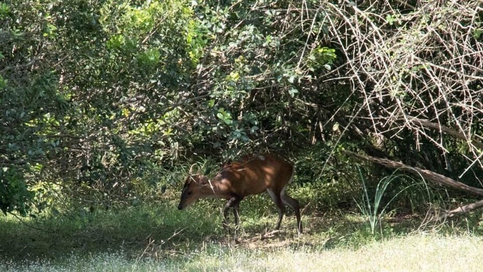 Anuradhapura: Wilpattu National Park Day Trip With Entrance - Pickup and Drop-off