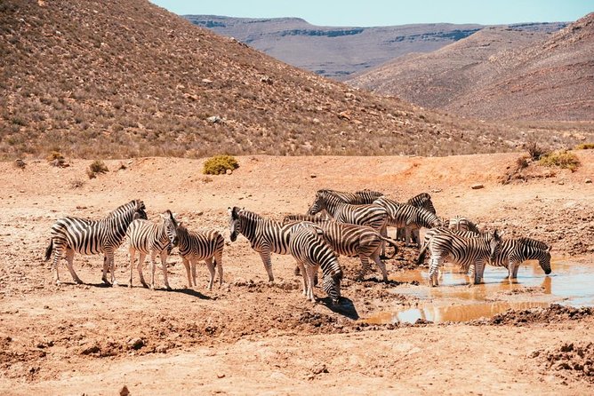 Aquilla BIG5 Private Safari Cape Town - Highlights of the Safari