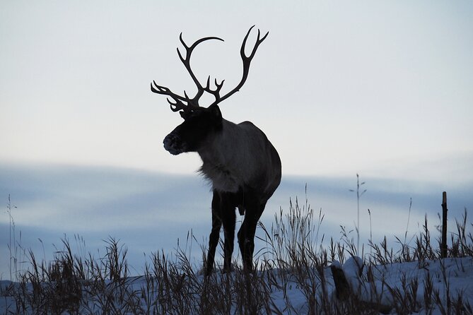 Arctic Day: Yukon Wildlife Half Day Viewing Tour - Meeting Point and Start Time