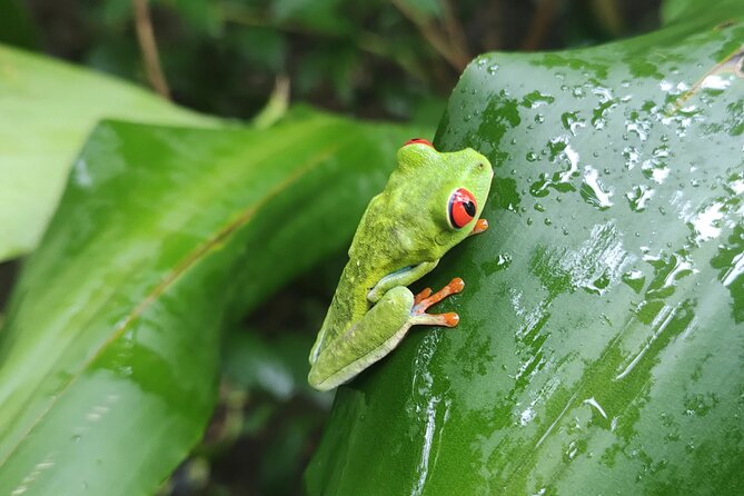 Arenal Volcano Pineapple & Sloth Hiking+ Coffee- Chocolate Tour - Private Transportation and Amenities