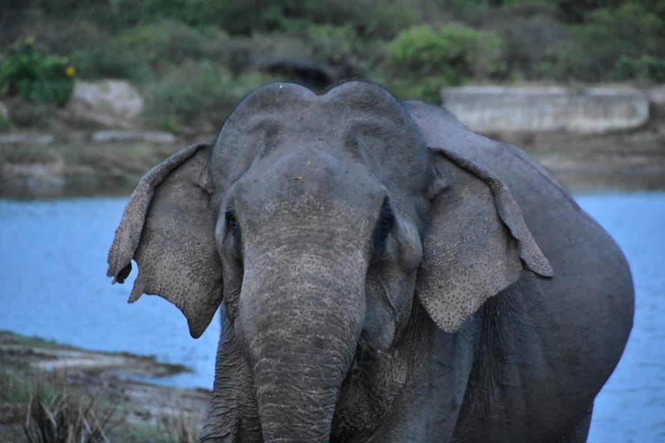 Arugambay :Pottuvil Lagoon Boat Safari Eco Tours - What to Bring